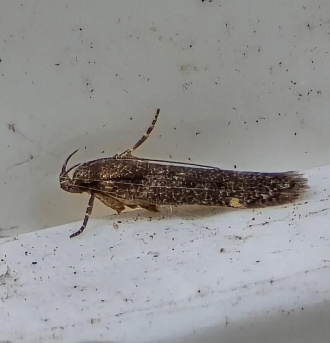 Aproaerema anthyllidella - 31/7/2024 - Cromford - Clive Ashton