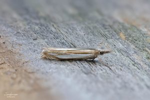 Crambus pascuella - 23rd June 2024 - Melbourne - Tony Davison