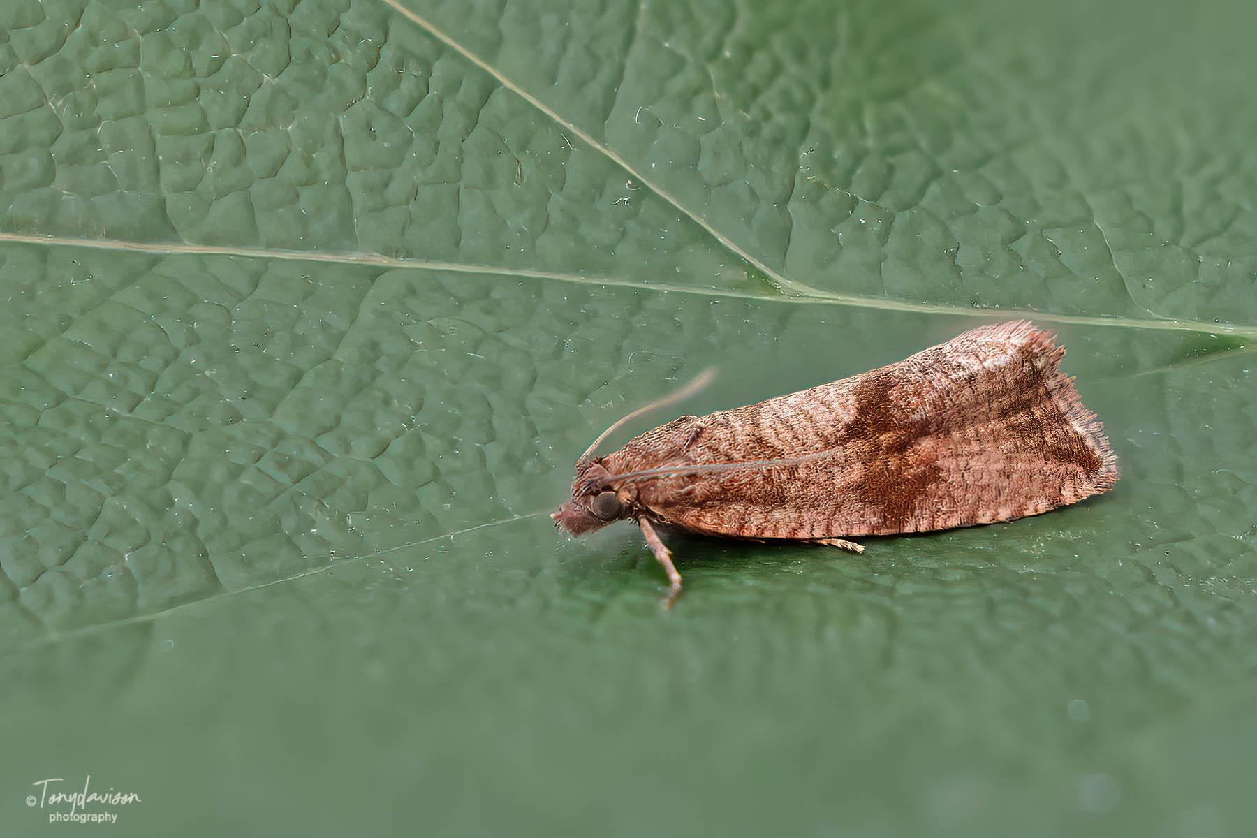Celypha striana - 17th July 2024 - Melbourne - Tony Davison
