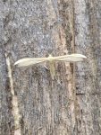 45.039 BF1519 – Citron Plume (Hellinsia carphodactyla)