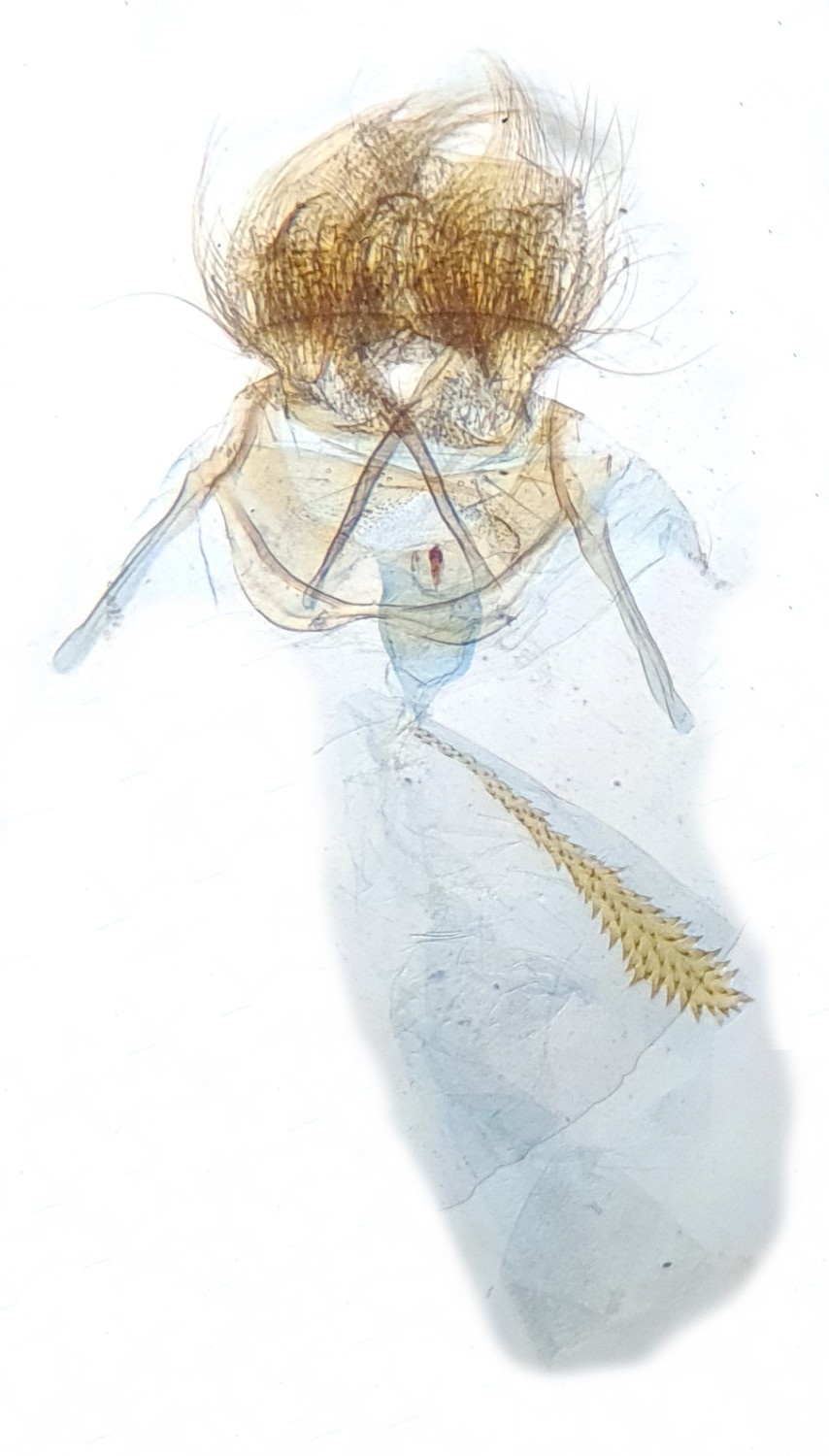 Cnephasia asseclana - 7th June 2022 - Hathersage - Gen Det - The late Claire Miles