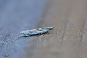 Crambus pasquella - 8th July 2024 - Melbourne - Tony Davison