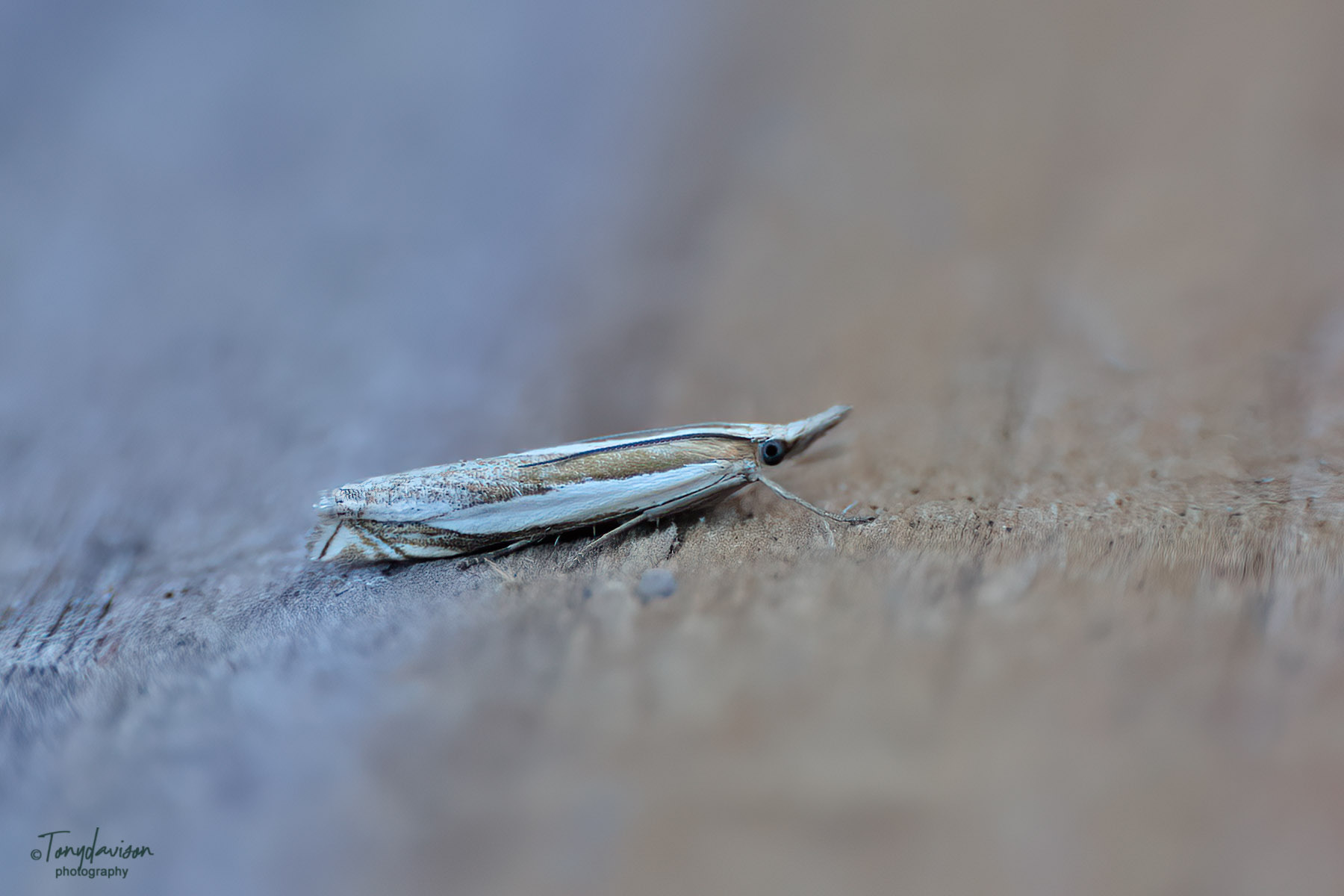 Crambus pasquella - 8th July 2024 - Melbourne - Tony Davison