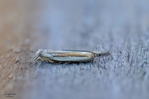 Crambus pasquella - 8th July 2024 - Melbourne - Tony Davison
