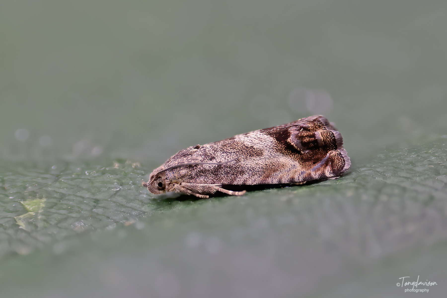 Cydia pomonella (Codling Moth) - 20th July 2024 - Melbourne - Tony Davison