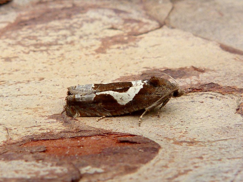 Epiblema foenella - 24th June 2024 - Belper - Dave Evans