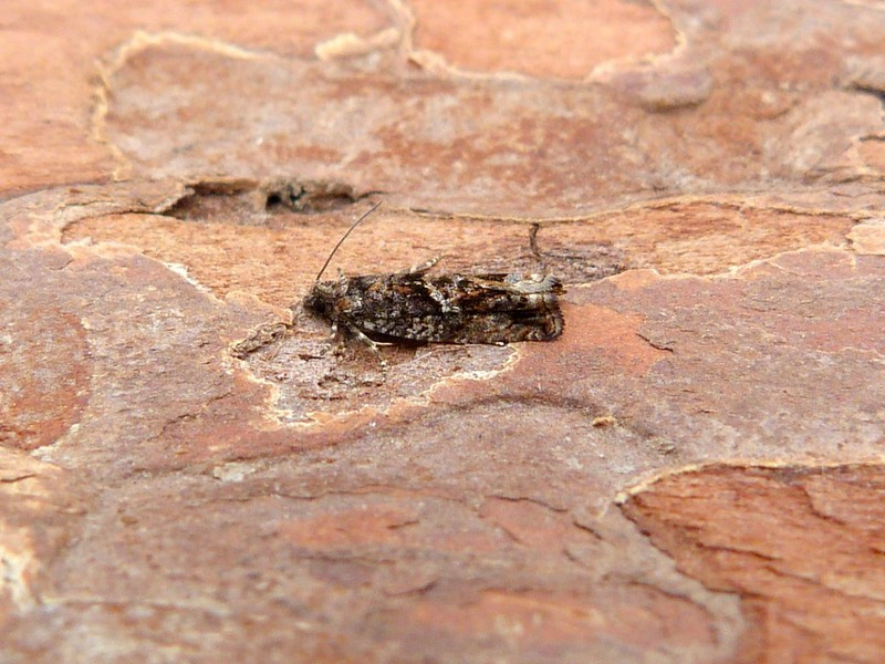 Epinotia immundana - 2nd May 2024 -Belper - Dave Evans