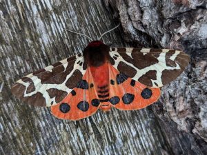 Garden Tiger Moth - Shirland, 13/7/24 - Nikki Mahadevan