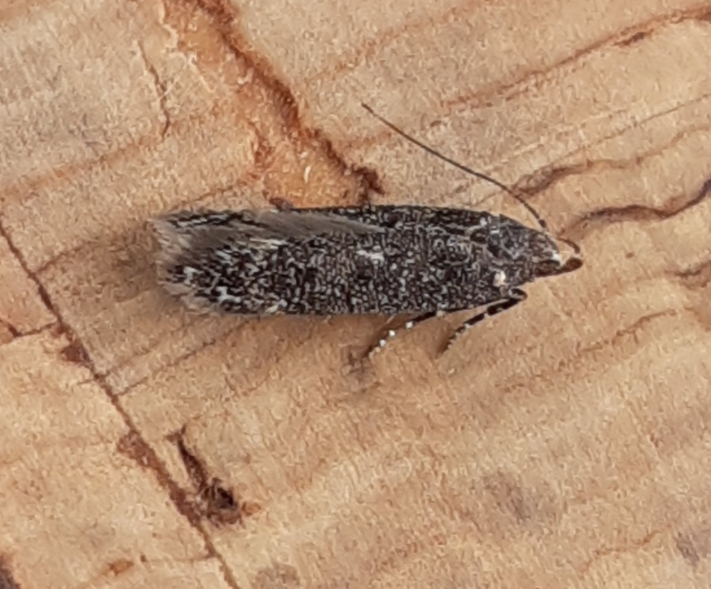 Gelechia nigra - 20/7/2024 - Chaddesden - Martin Roome