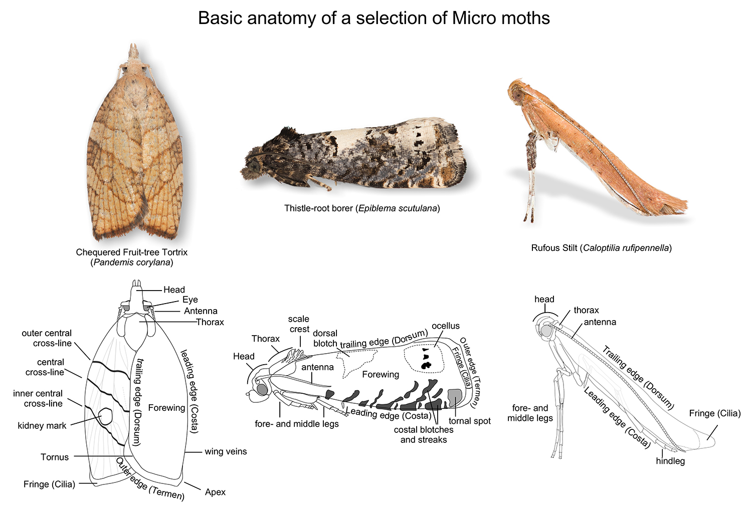 Index of Micro Moth List for Derbyshire VC57 – www.derbyshiremoths.org