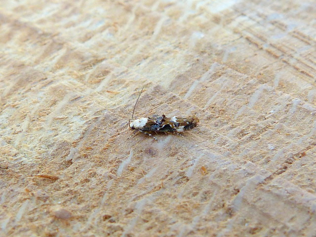 Mompha propinquella - 17/7/2024 - Belper - Dave Evans