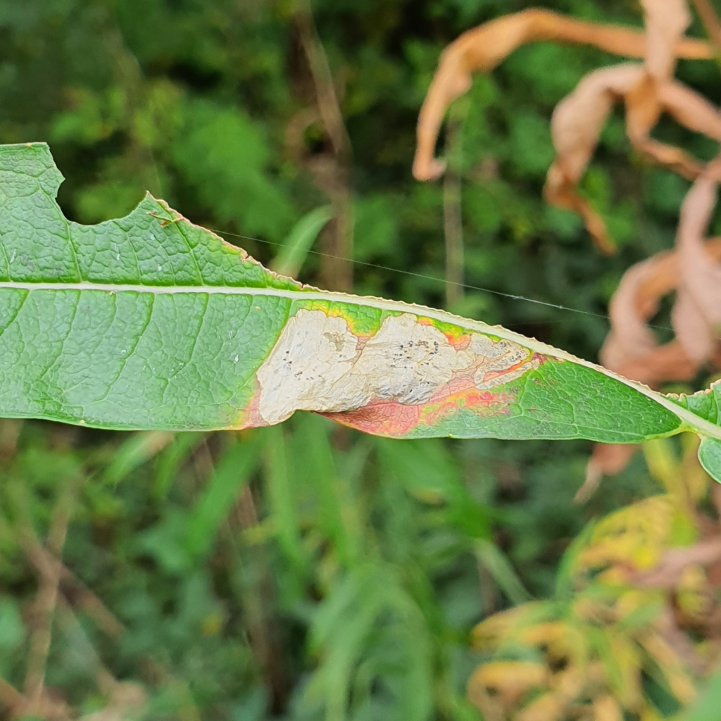 Mompha raschkiella - 14/10/2024 - Monsal Trail -Martin C. Harvey