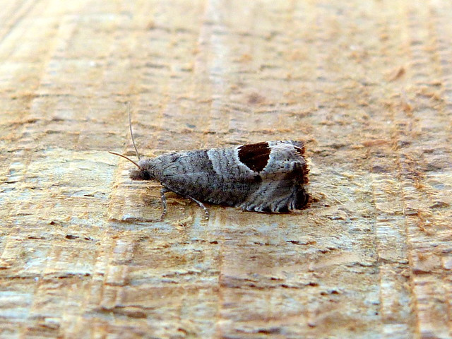 Notocelia uddmanniana - 17th July 2024 -Belper - Dave Evans