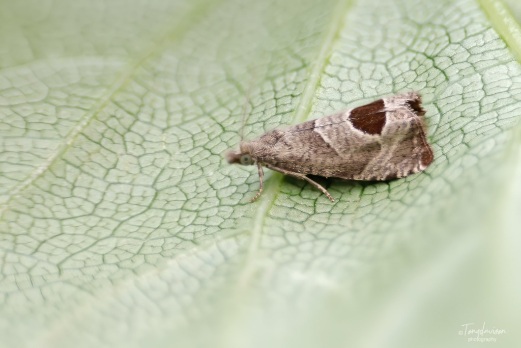 Notocelia uddmanniana - 25th June 2024 -Melbourne - Tony Davison