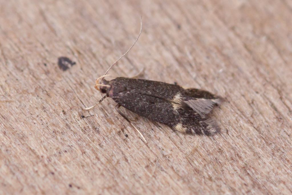 Oxypteryx atrella - 26/7/2017 - Kings Newton - Will Soar