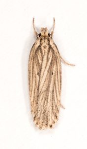 Agonopterix umbellana - 17/3/2023 - Glossop - Christian Heintzen