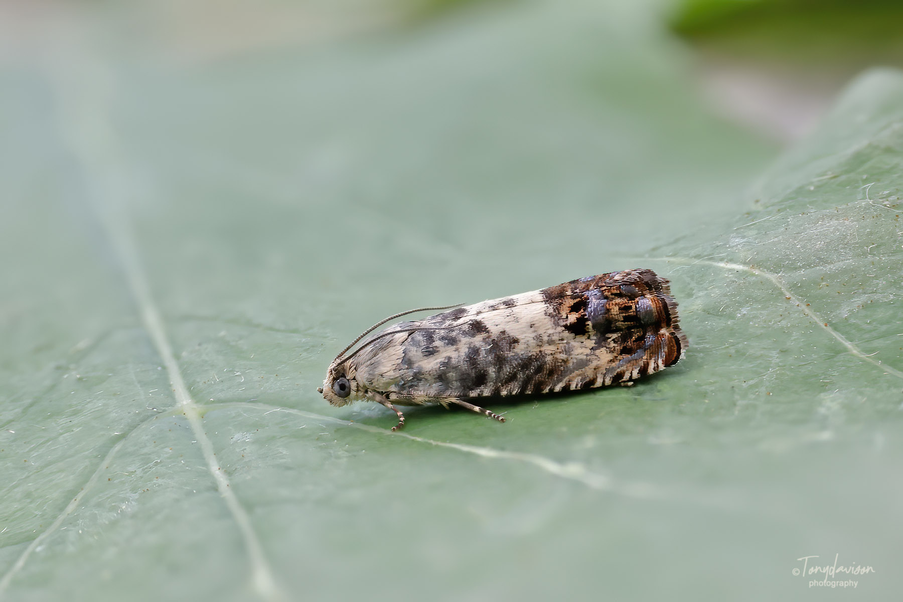 Pammene fasciana - 24th July 2024 - Melbourne - Tony Davison