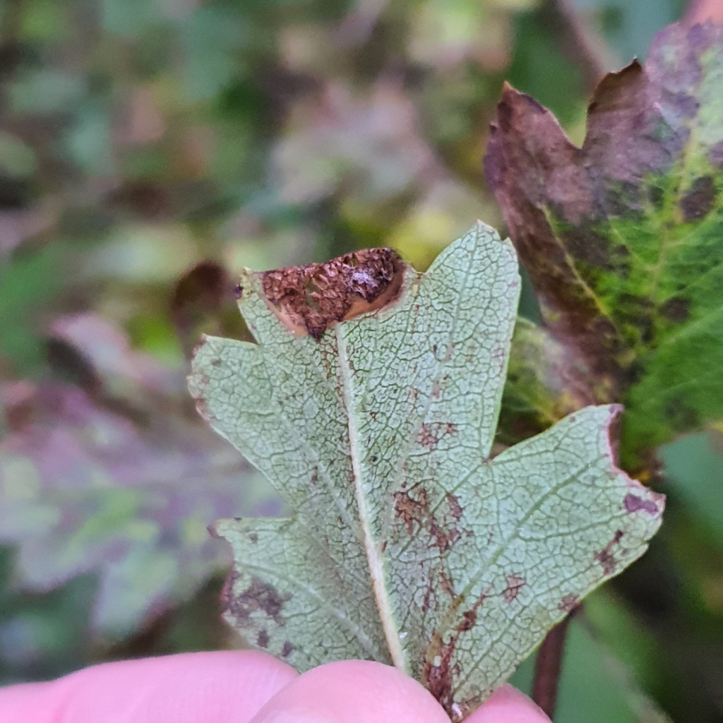 Parornix anglicella - Martin C Harvey