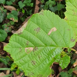 Parornix devoniella - Martin C Harvey