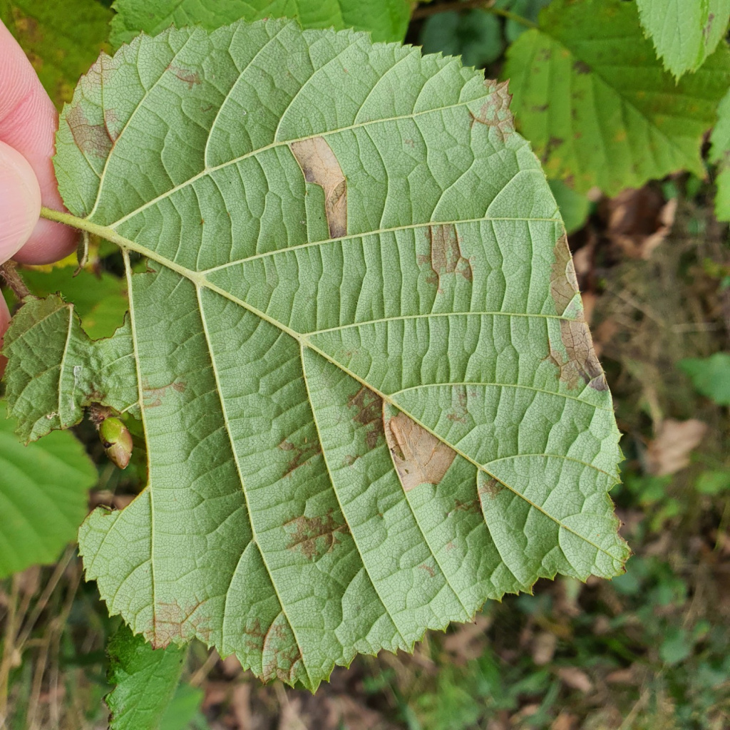 Parornix devoniella - Martin C Harvey