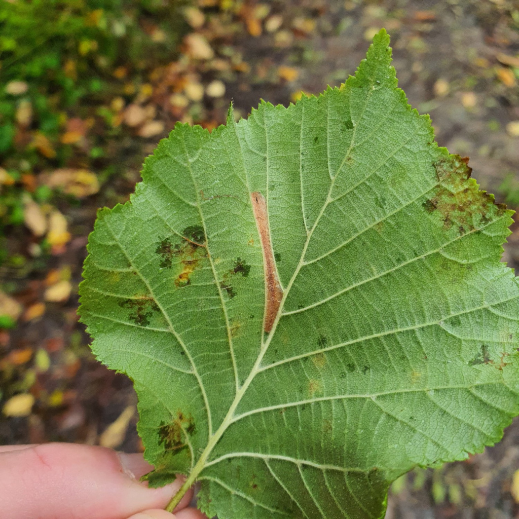 Phyllonorycter nicellii - Martin C.Harvey