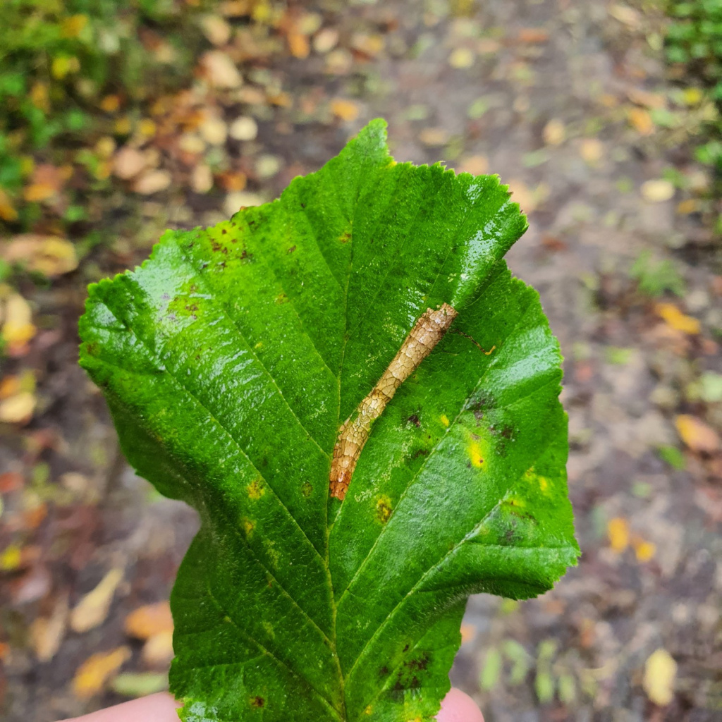 Phyllonorycter nicellii - Martin C.Harvey