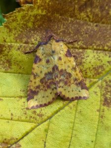 Pink-barred Sallow - Jim Mart Nature Reserve near Ashover, 9/9/23 - Nikki Mahadevan