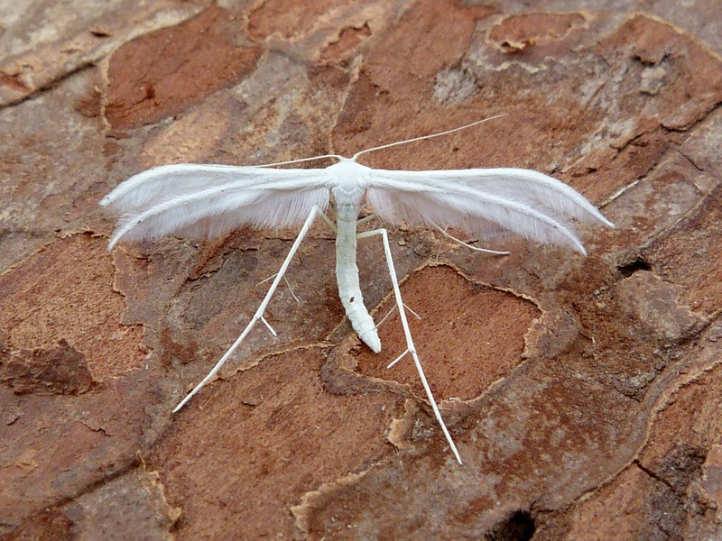 Pterophorus-pentadactyla-White Plume-22/6/2023 -Belper-Dave-Evans