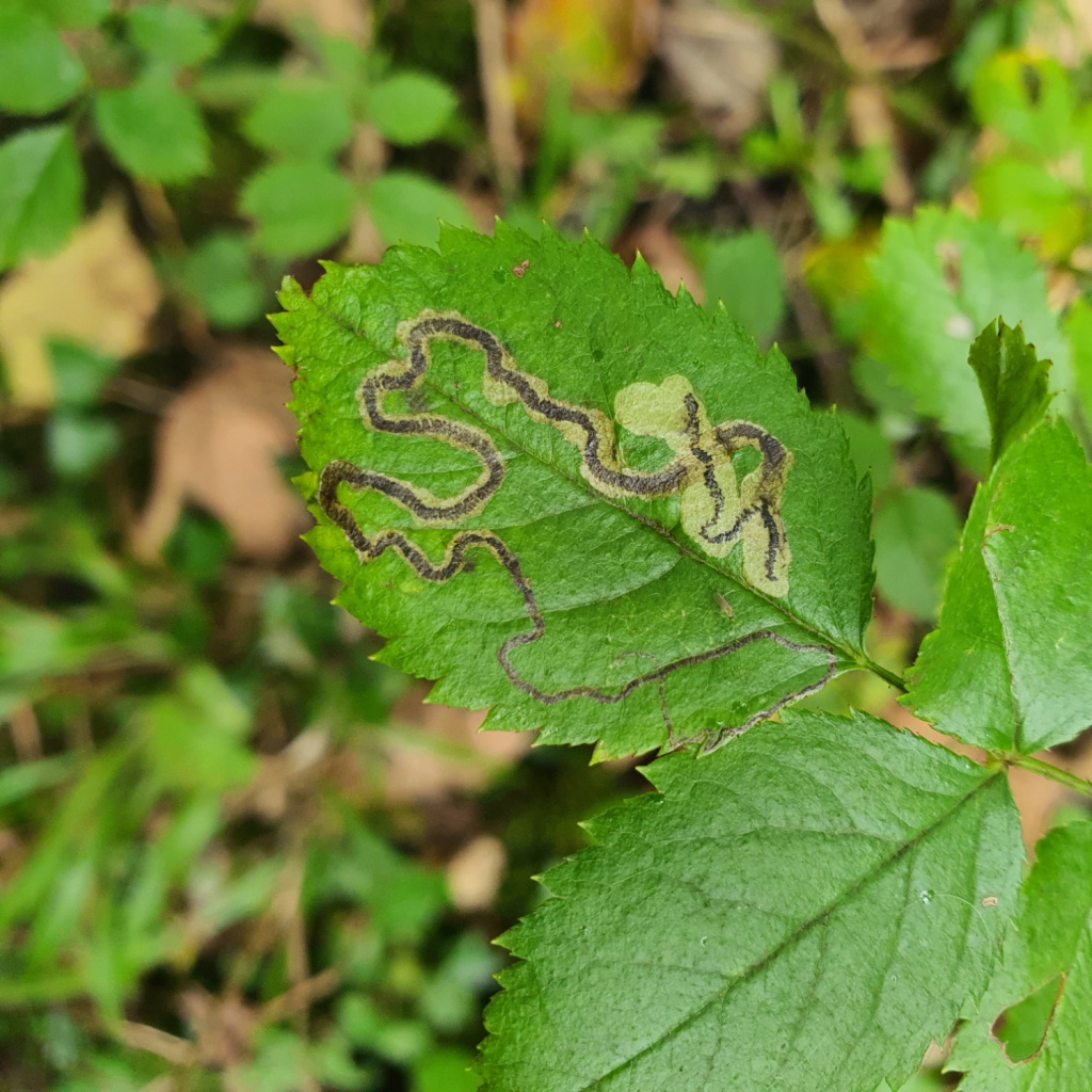 Stigmella anomalella - 14th October 2024 - Monsal Head -Martin C Harvey