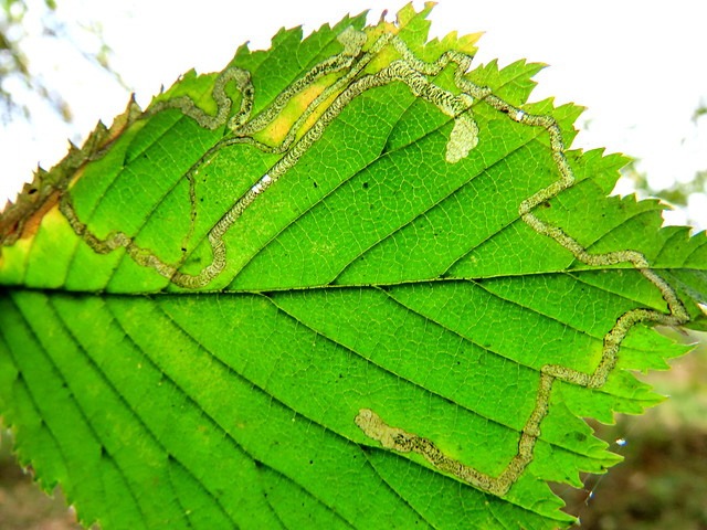 Stigmella lemniscella - 30th October 2024 -Wyver Lane, Belper - Dave Evans