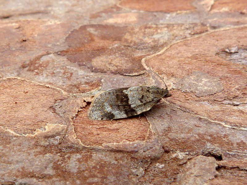 Syndemis musculana - 17th June 2024 - Belper - Dave Evans