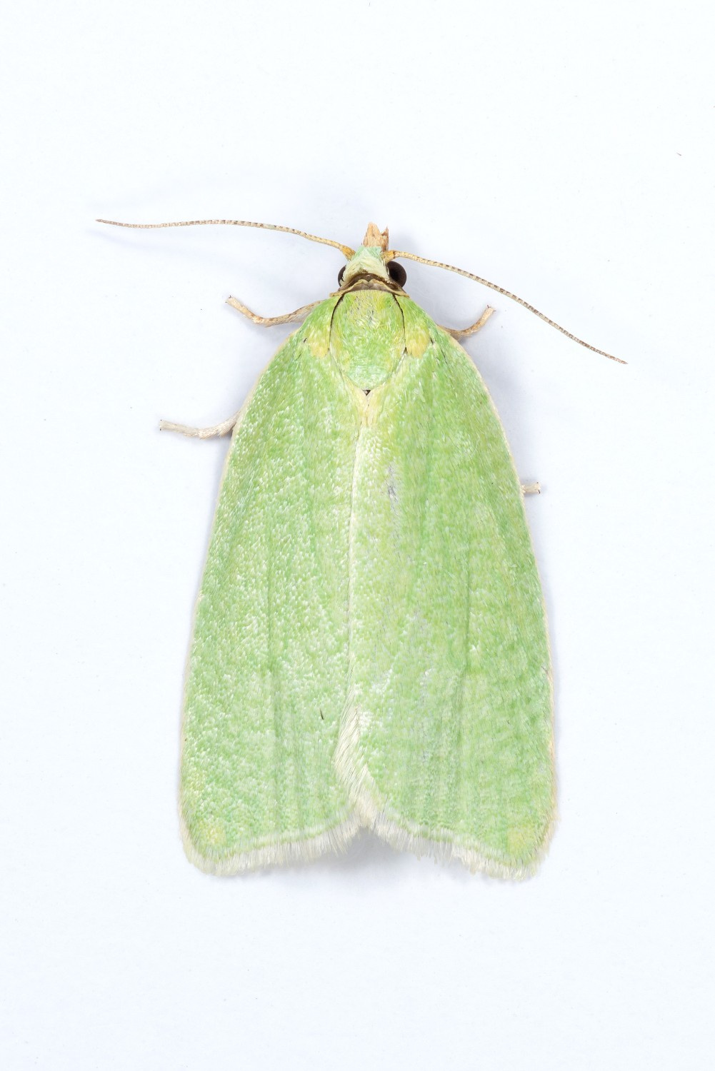 Tortrix-viridana -Green Oak Tortrix - 30th June 2024 - Longdendale Christian-Heintzen