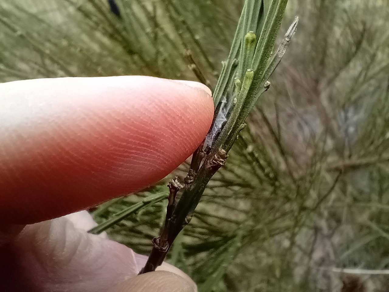 Agonopterix assimilella - February 13th 2025 - Markham Vale - Mark Radford