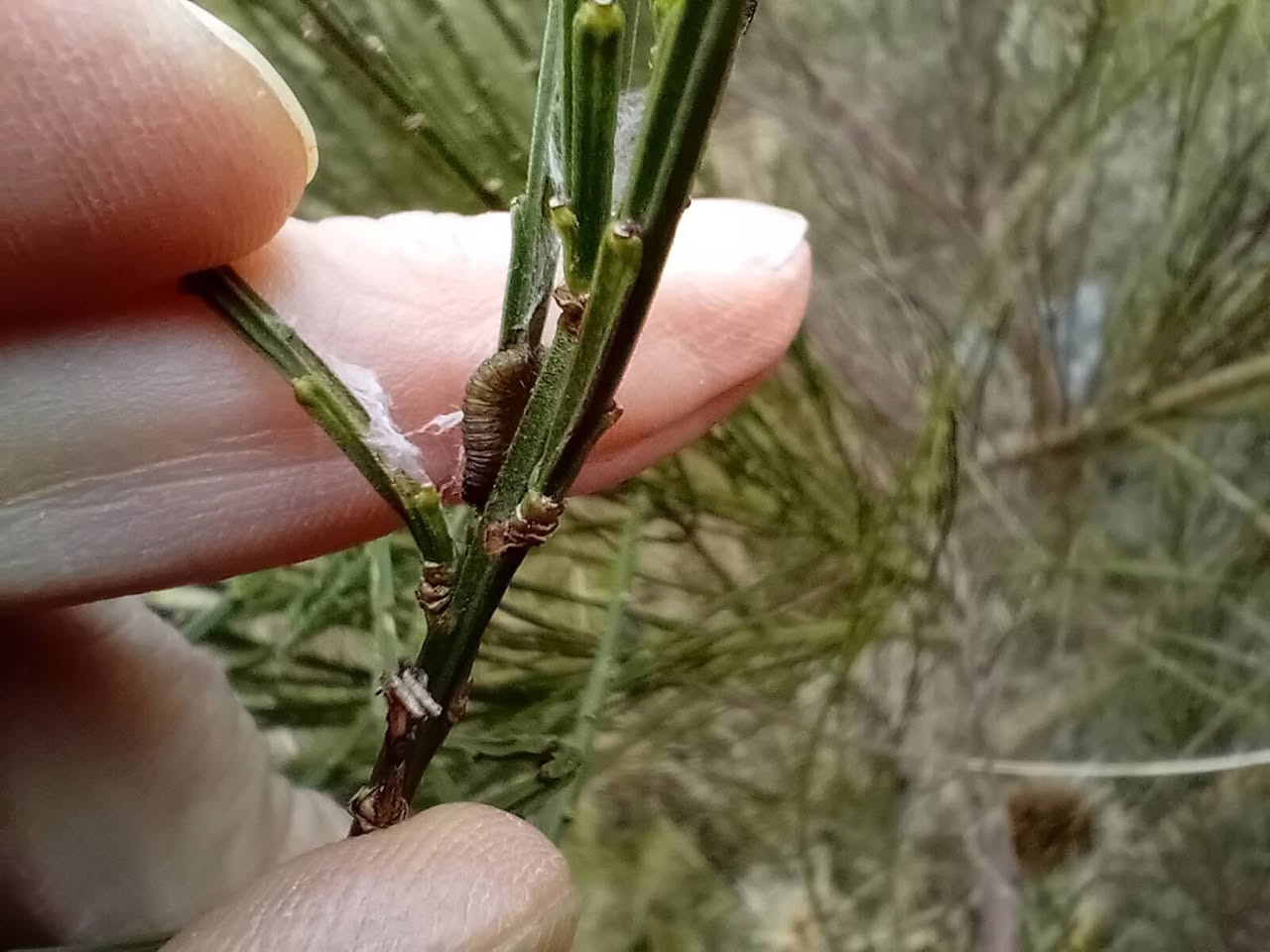 Agonopterix assimilella - February 13th 2025 - Markham Vale - Mark Radford