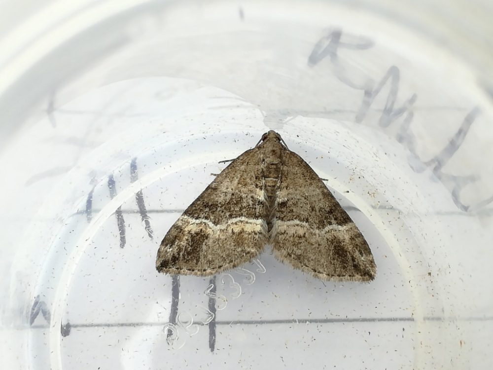 Barred-Rivulet-13th-August-2016-Marehay-Ripley-Steve-Thorpe