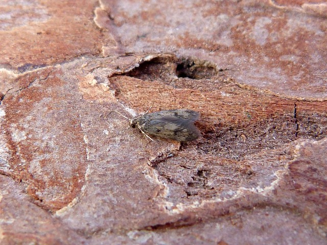 Borkhausenia fuscescens 29th July 2022 - Belper - Dave Evans