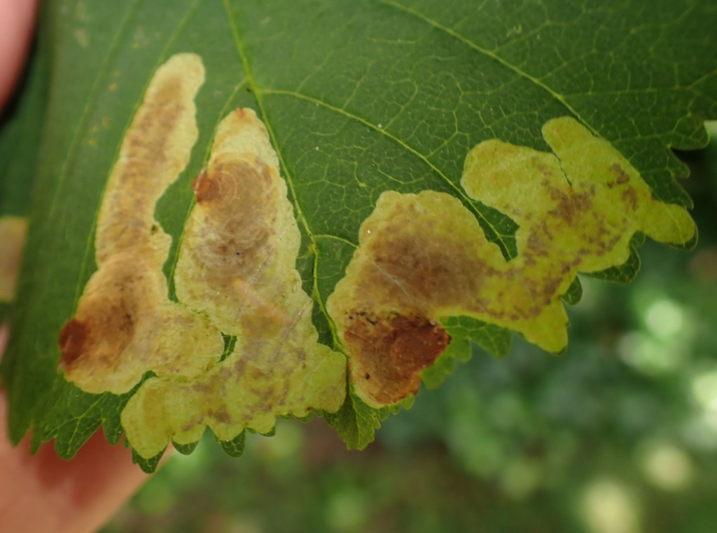 Cameraria-ohridella-n-26th-July-2024-Buxton-Jon-Mortin