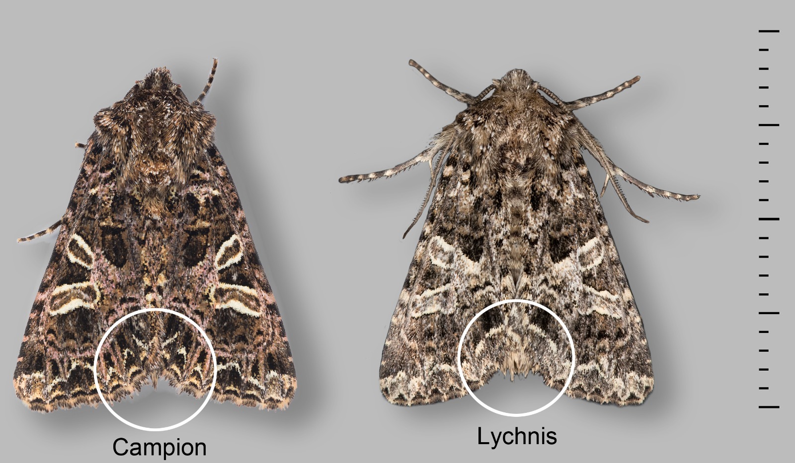 Campion v Lychnis ID feature - Christian Heintzen