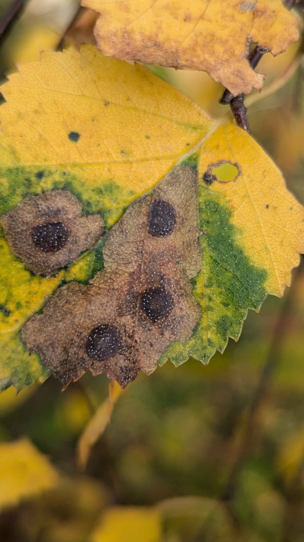 Ectoedemia-occultella- 28th October 2024 -Kings-Newton-Tom-Shields