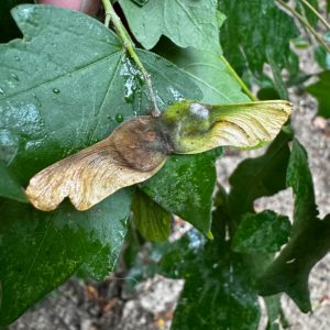 Etainia-louisella-15th-August-2024-Buxton-Neil-Gregory