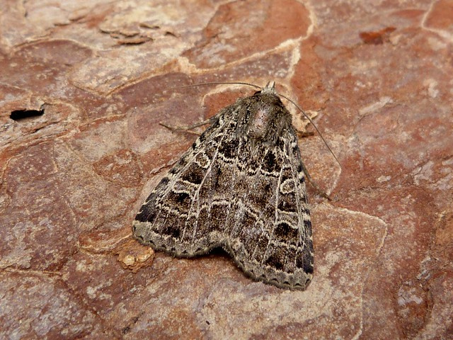 Gothic - 13th July 2024 -Belper - Dave Evans