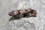 49.280 BF1170 – Mottled Grey Tortrix (Gypsonoma oppressana)