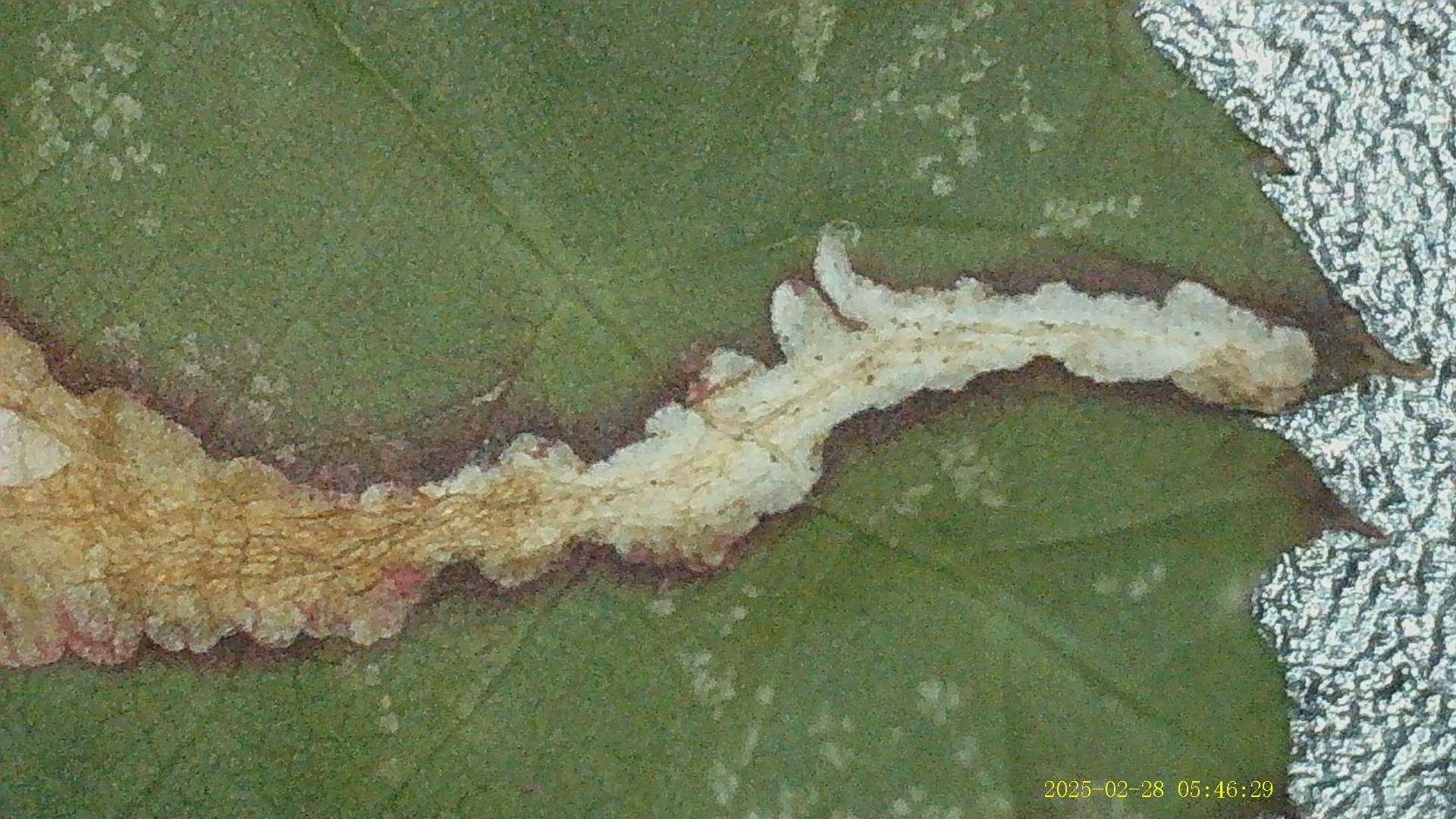 Coptotriche marginea - Bramble Blotch-miner - 27th February 2025 - Staveley - Mark Radford