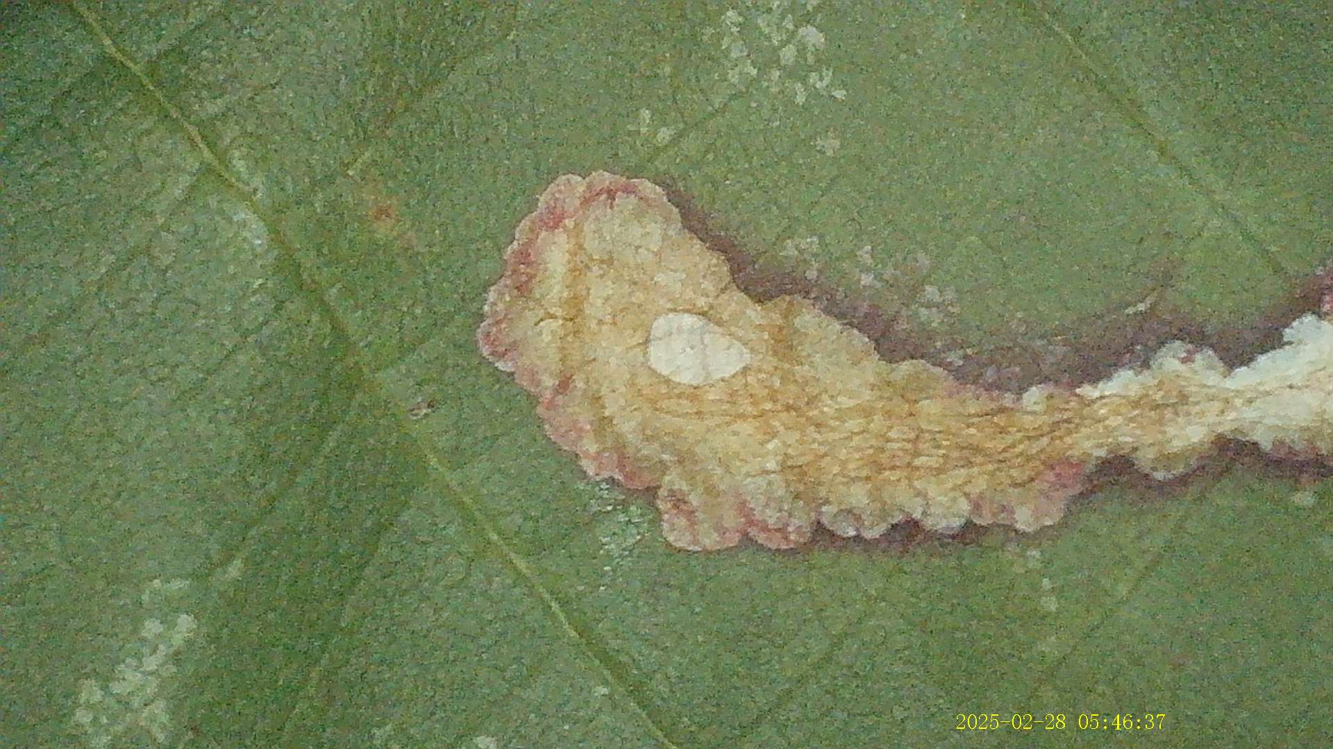 Coptotriche marginea - Bramble Blotch-miner - 27th February 2025 - Staveley - Mark Radford