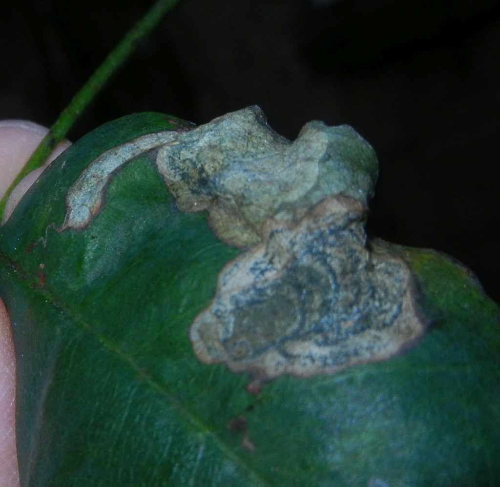 Leucoptera laburnella 2 - 4th November 2020- Buxton - Jon Mortin