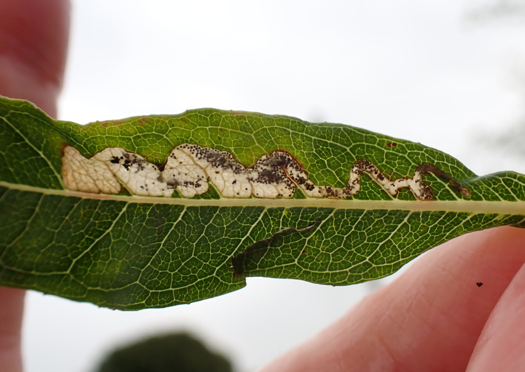 Mompha-raschkiella-12th-September-2024-Buxton-Jon-Mortin.