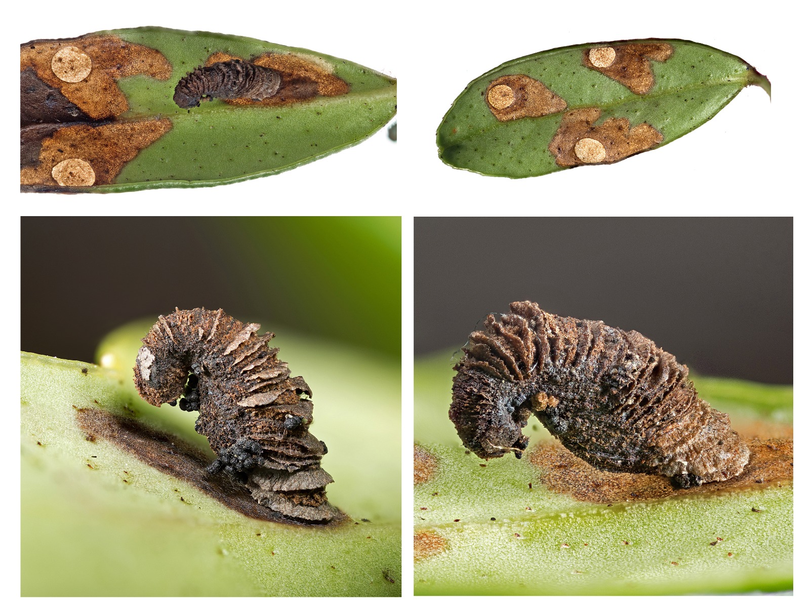 Coleophora vitisella - 17th February 2025 - Didsbury Intake, n Longdendale, Derbyshire (VC57) - Christian Heintzen