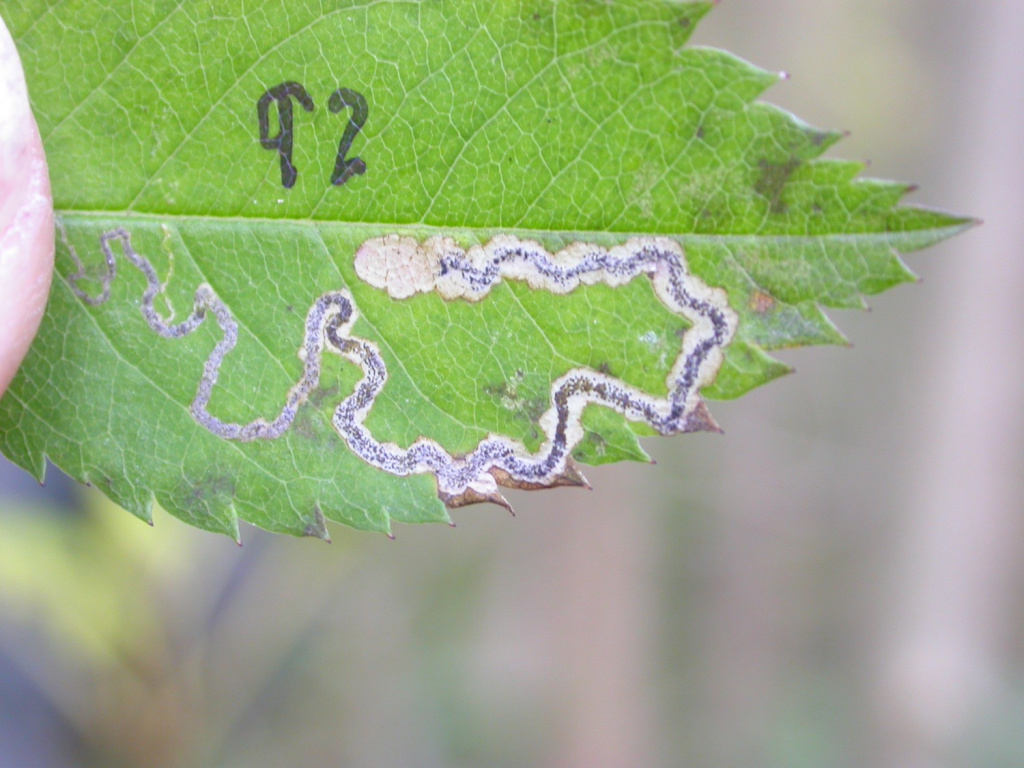 Stigmella anomalella - 16th October 2009 - Rose End Meadows - Steve Orridge