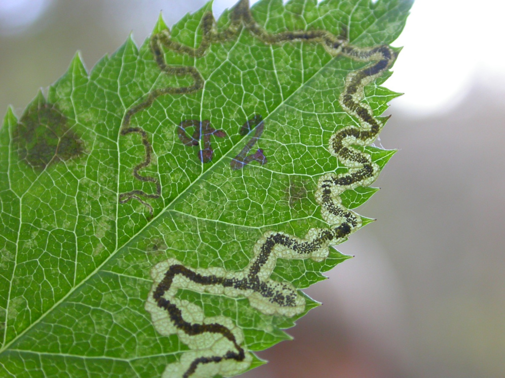 Stigmella anomalella - 16th October 2009 - Rose End Meadows - Steve Orridge