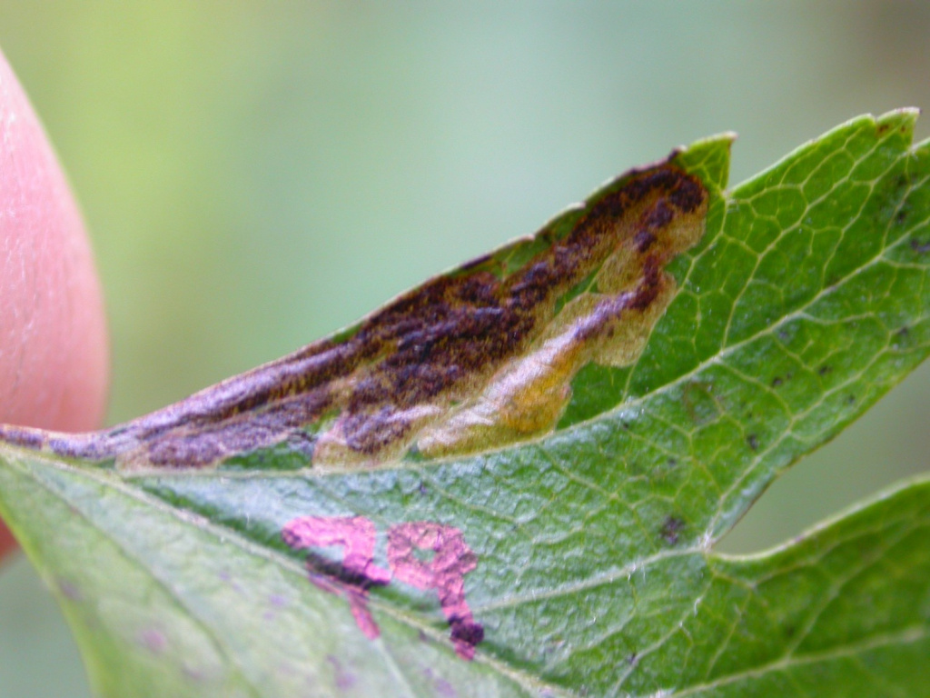 Stigmella perpygmaella - 16th October 2009 - Rose End Meadows - Steve Orridge